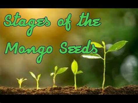 Stages of the Mongo Seed .